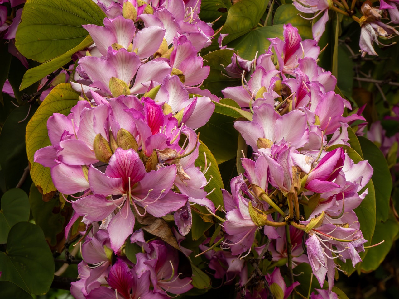 Bauhinia × blakeana _2025-05-16_1-3