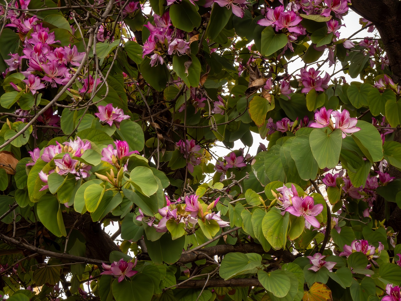 Bauhinia × blakeana _2025-05-16_1-4