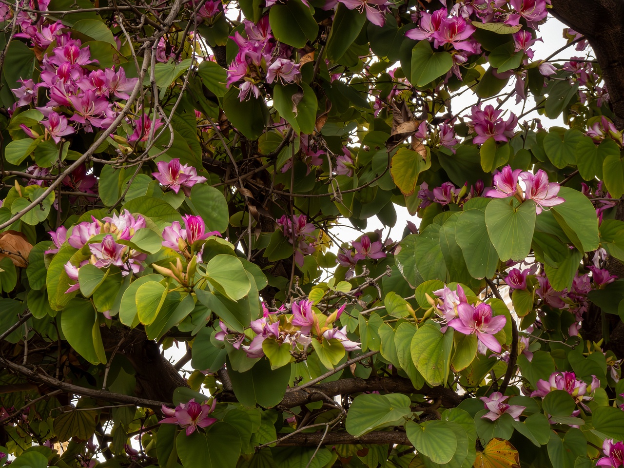 Bauhinia × blakeana _2025-05-16_1-5