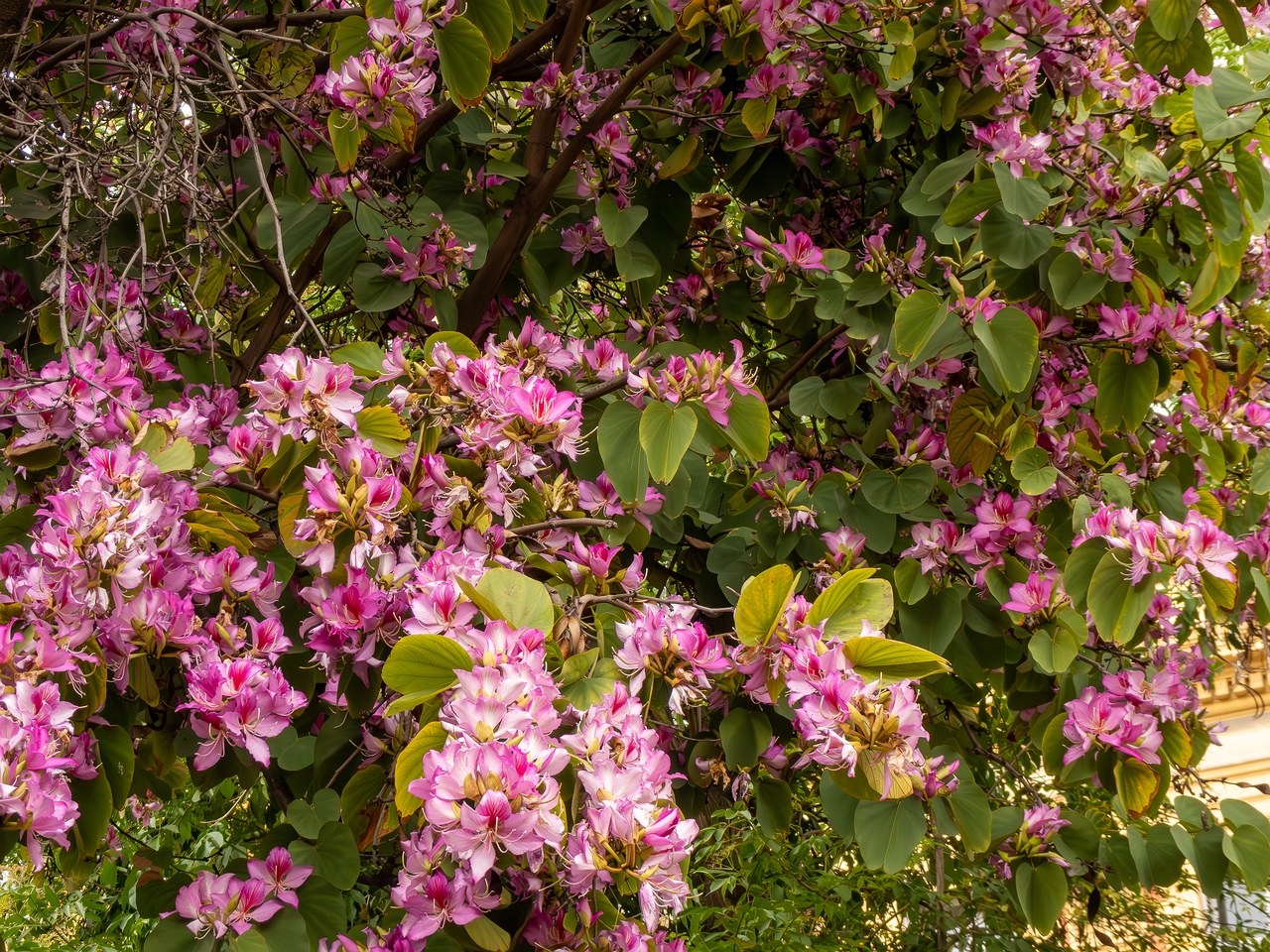 Bauhinia × blakeana _2025-05-16_1-6