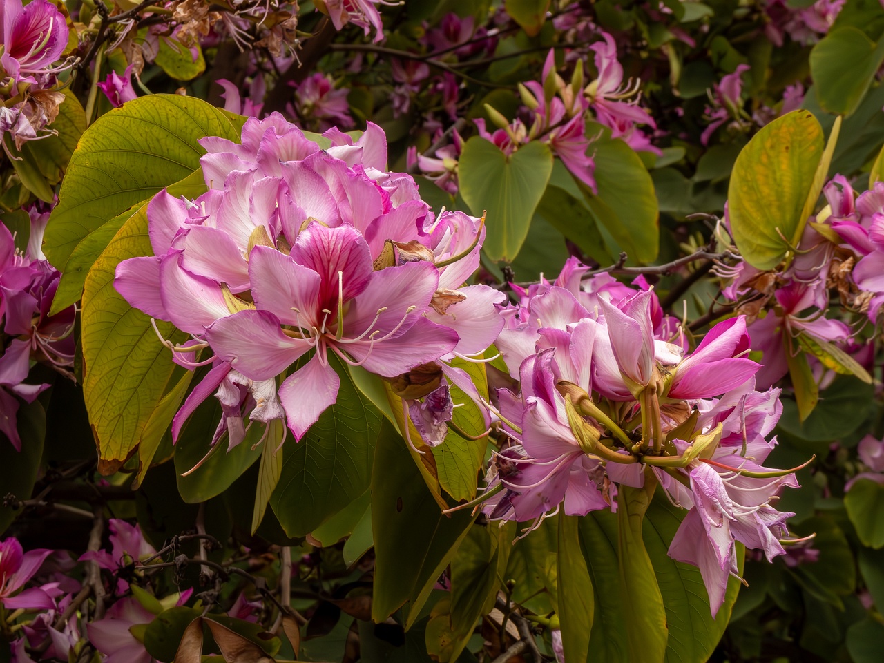 Bauhinia × blakeana _2025-05-16_1-7