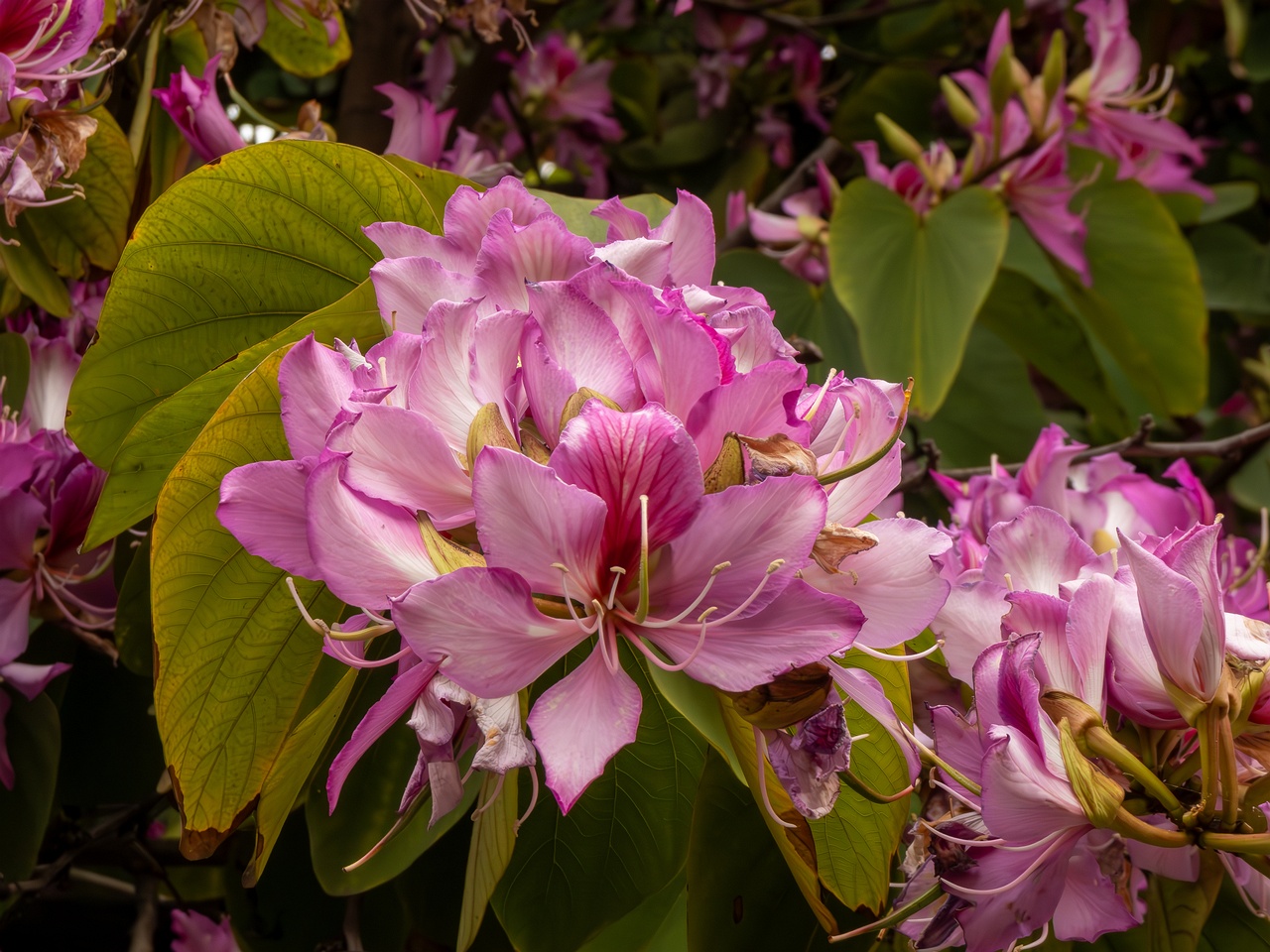 Bauhinia × blakeana _2025-05-16_1-8