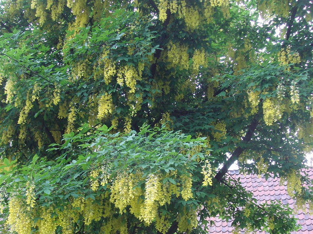Бобовник x Ватерера - Laburnum x watereri