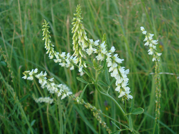 Донник белый - Melilotus albus