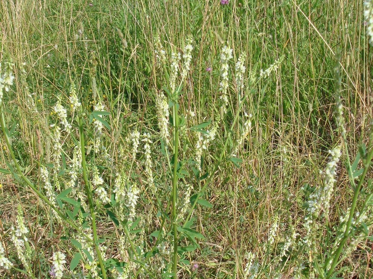DSC04175