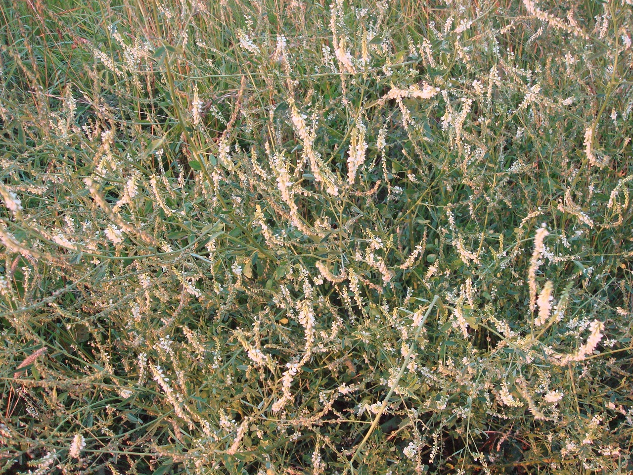 DSC09200