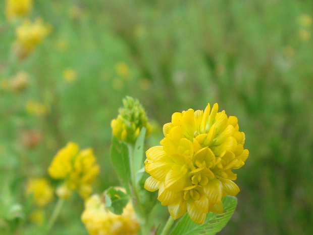 Златощитник полевой - Chrysaspis campestris