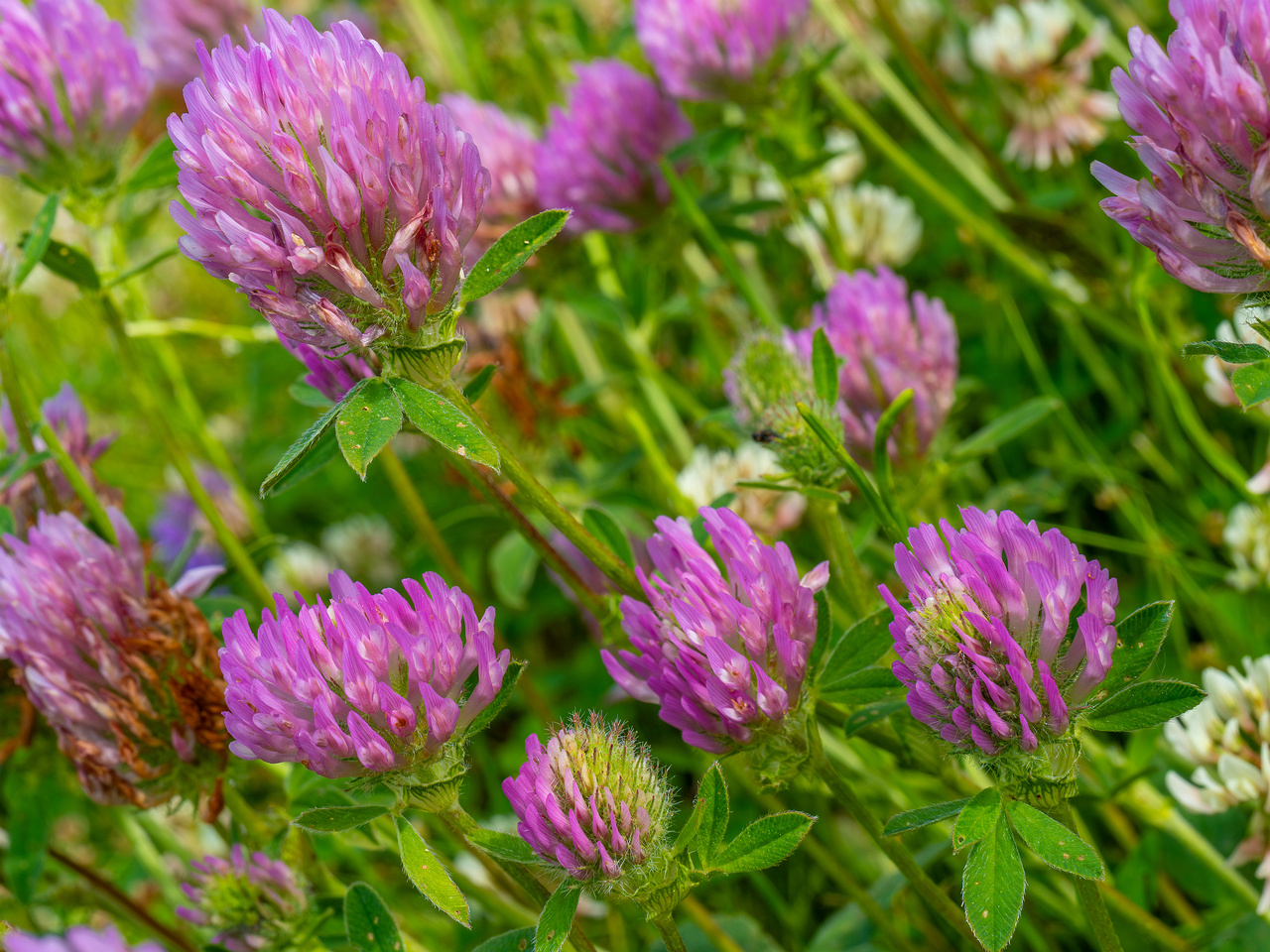 !tallinn_botanical_garden_grassland_near_pond-28