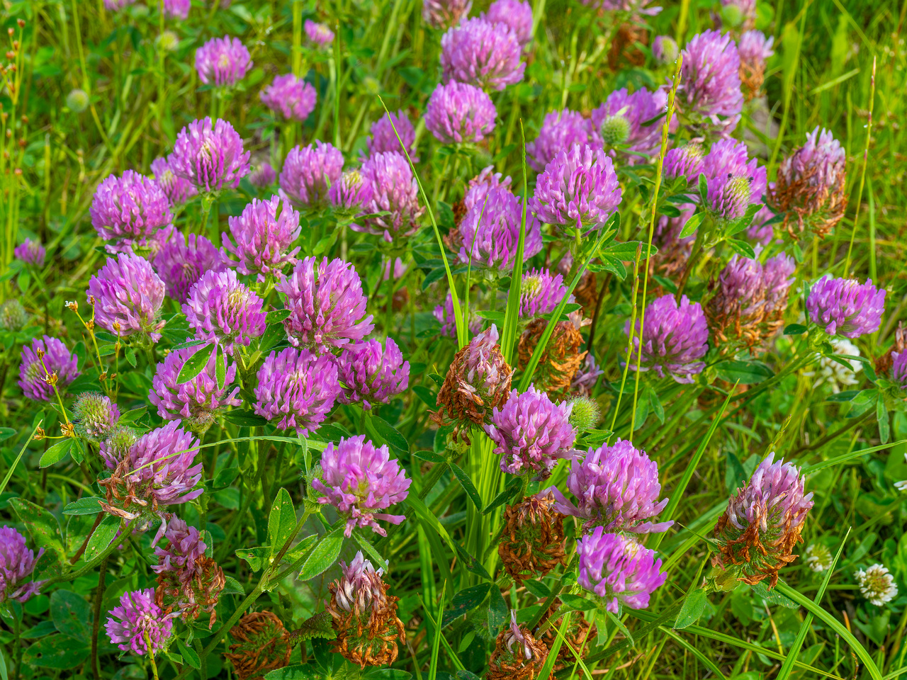 tallinn_botanical_garden_grassland_near_pond-27