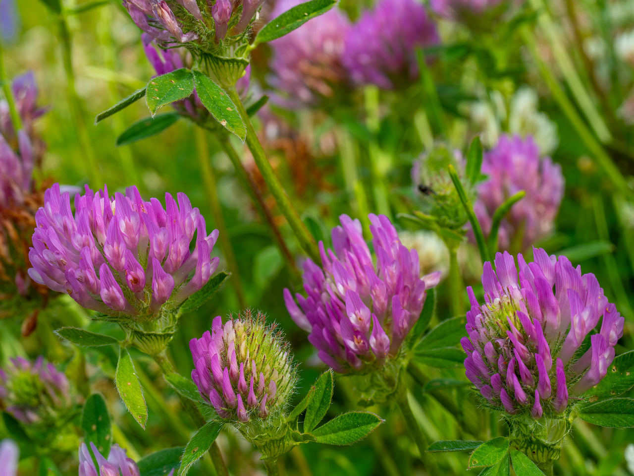 tallinn_botanical_garden_grassland_near_pond-29