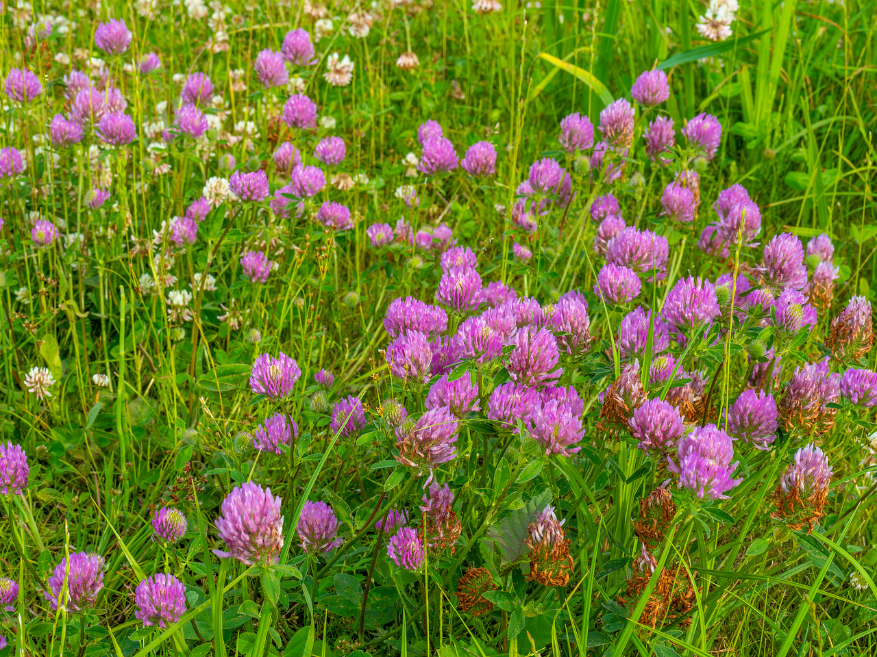 tallinn_botanical_garden_grassland_near_pond-30