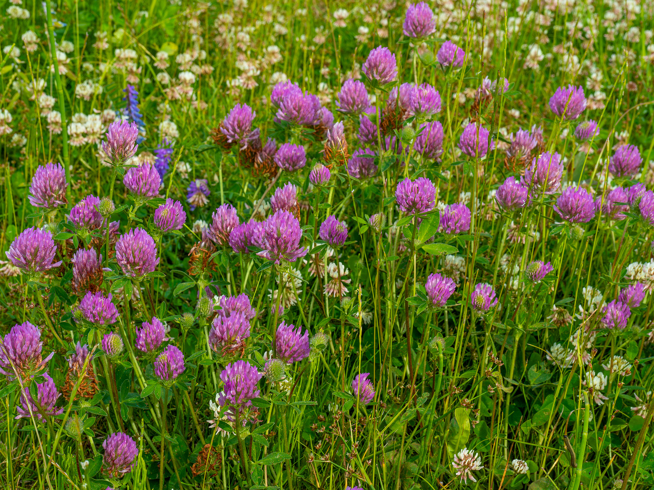 tallinn_botanical_garden_grassland_near_pond-31