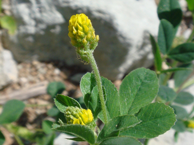 Клевер полевой - Trifolium campestre