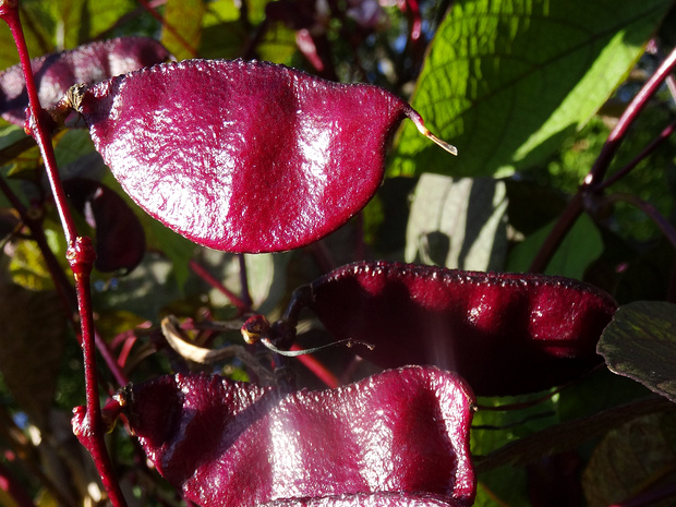 Лобия - Lablab purpureus