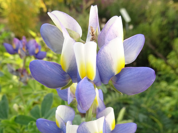 Люпин изменчивый - Lupinus mutabilis