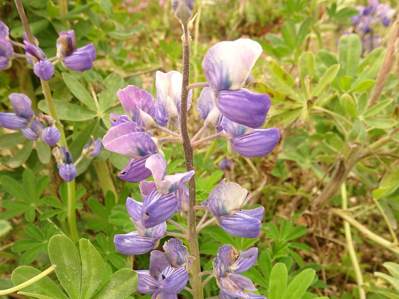 Lupinus nootkatensis 23-Jul-19 _ 13_51_22