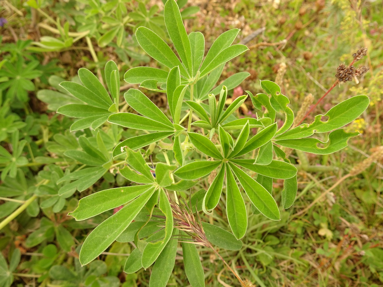 Lupinus nootkatensis 23-Jul-19 _ 13_51_26