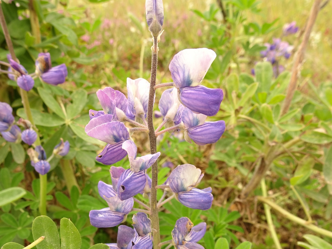 Lupinus nootkatensis 23-Jul-19 _ 13_51_30