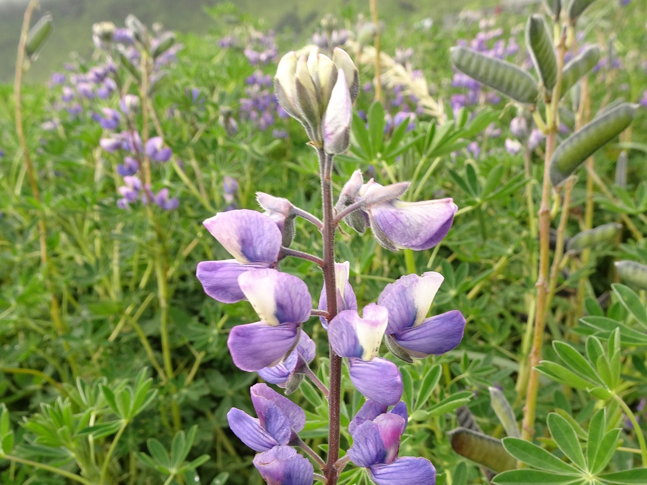 Lupinus nootkatensis 25-Jul-19 _ 14_55_10