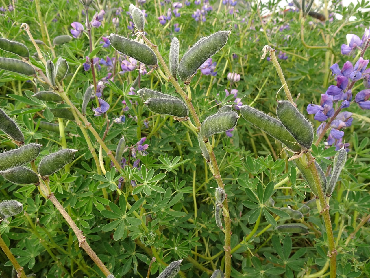 Lupinus nootkatensis 25-Jul-19 _ 14_55_22