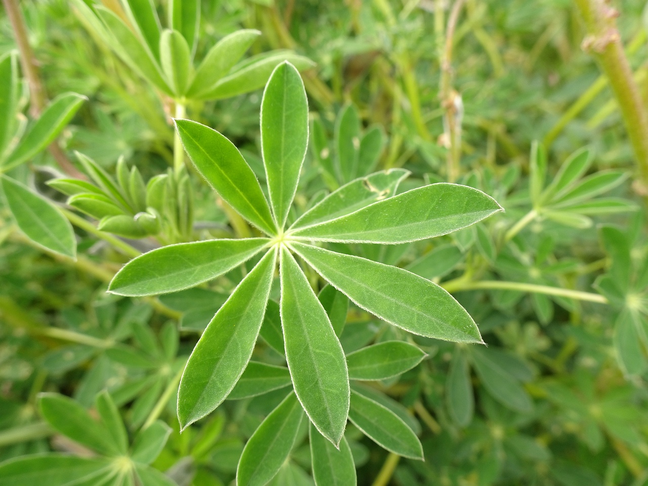 Lupinus nootkatensis 25-Jul-19 _ 14_55_30