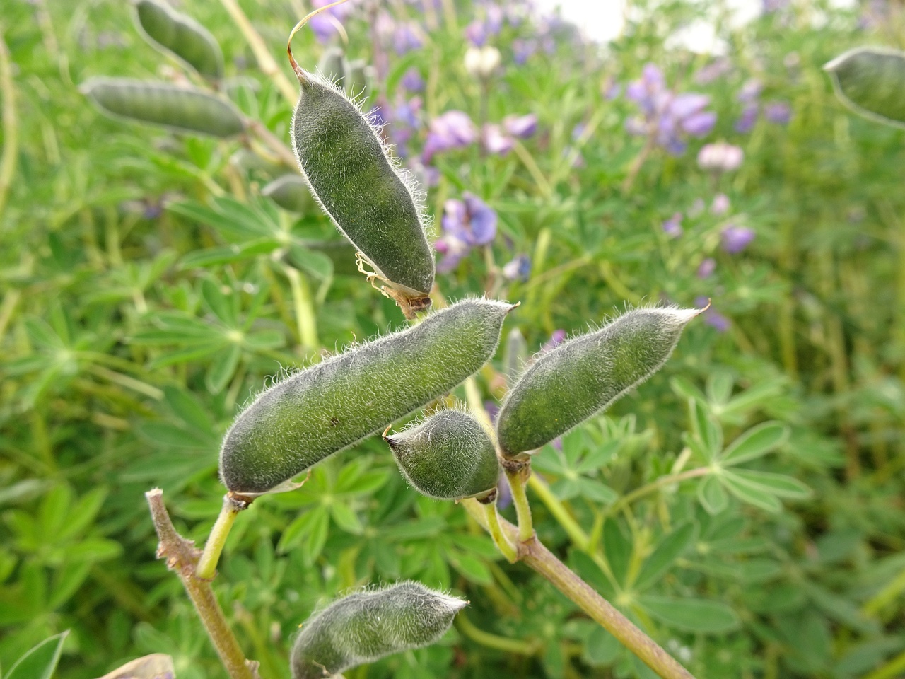 Lupinus nootkatensis 25-Jul-19 _ 14_55_40