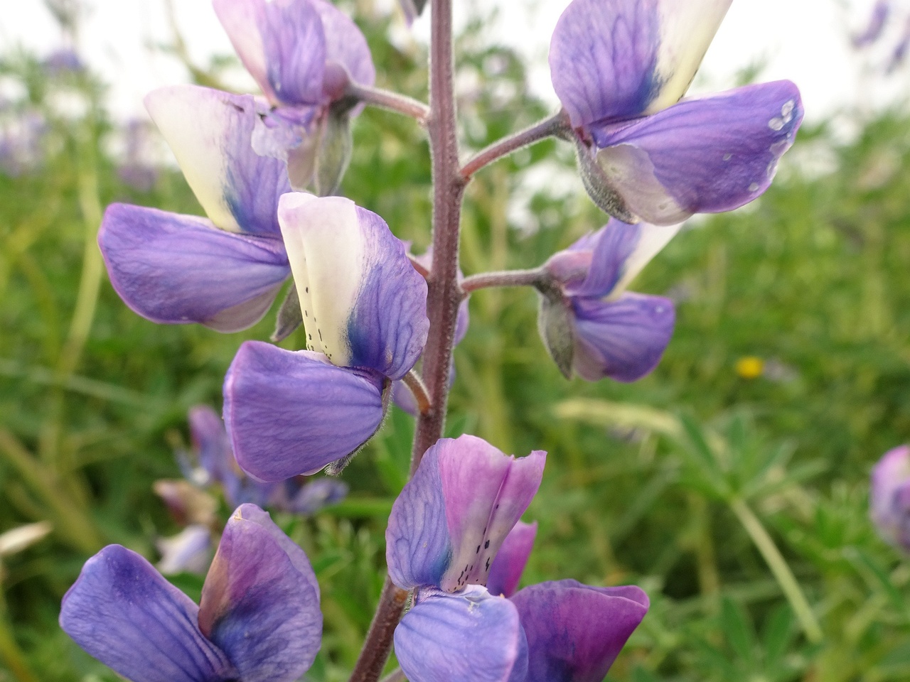 Lupinus nootkatensis 25-Jul-19 _ 14_56_04