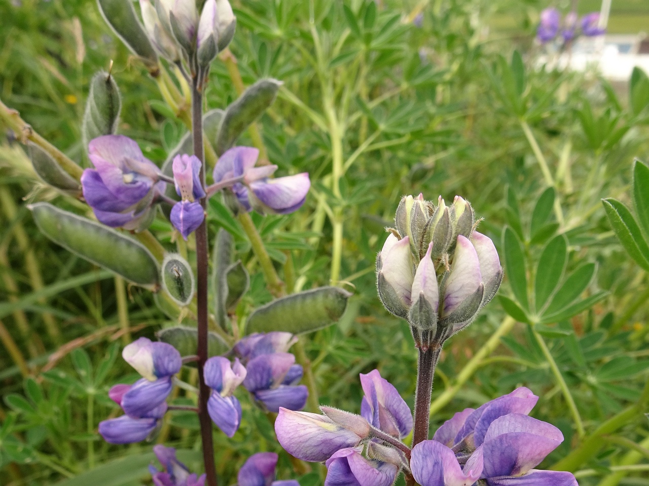 Lupinus nootkatensis 25-Jul-19 _ 14_56_08