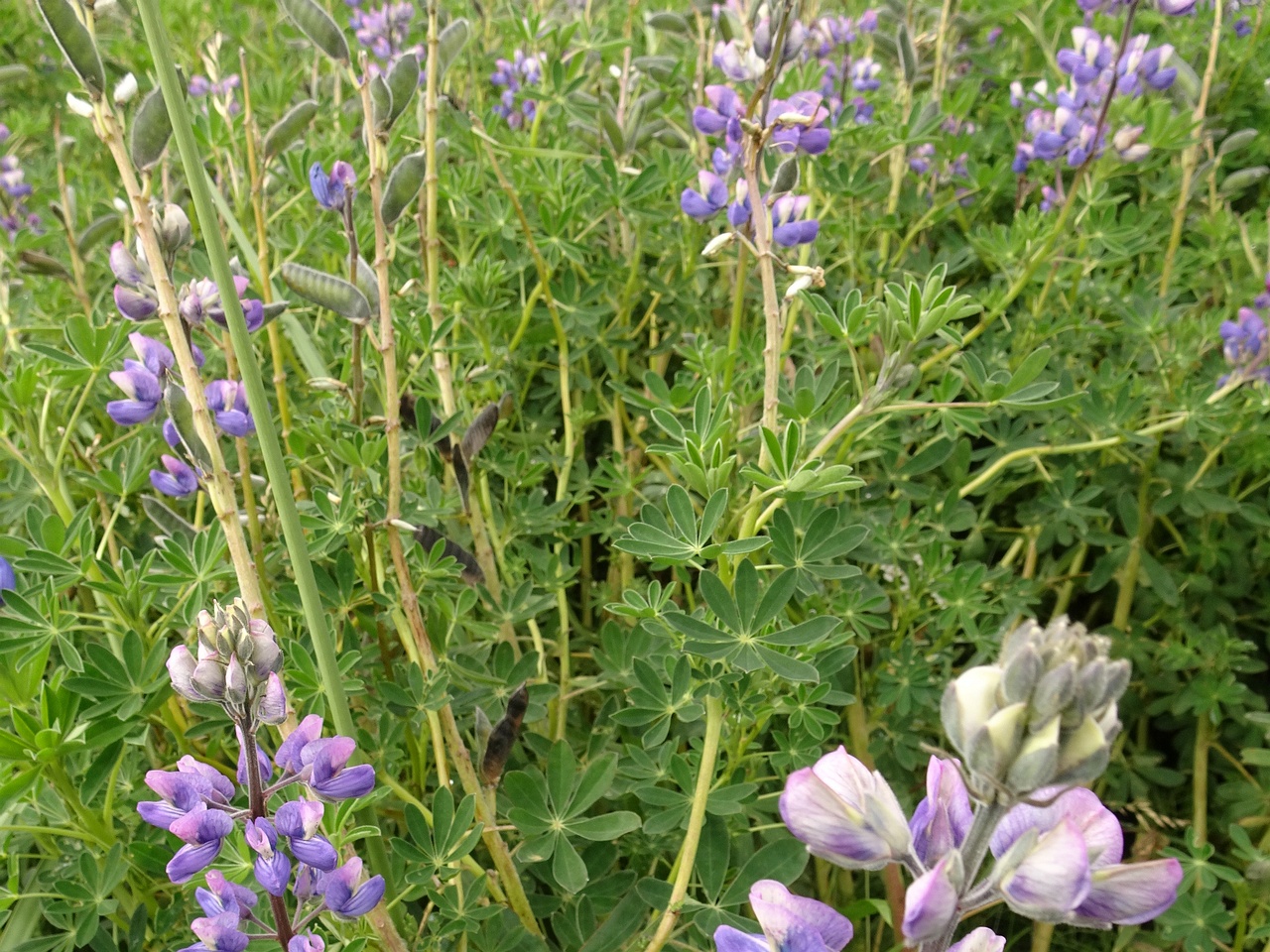 Lupinus nootkatensis 25-Jul-19 _ 14_56_22