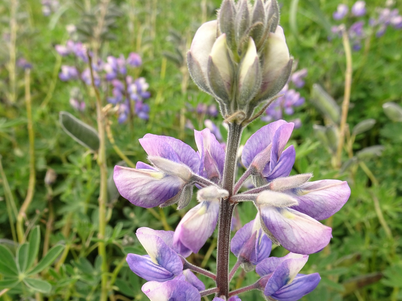 Lupinus nootkatensis 25-Jul-19 _ 14_56_30