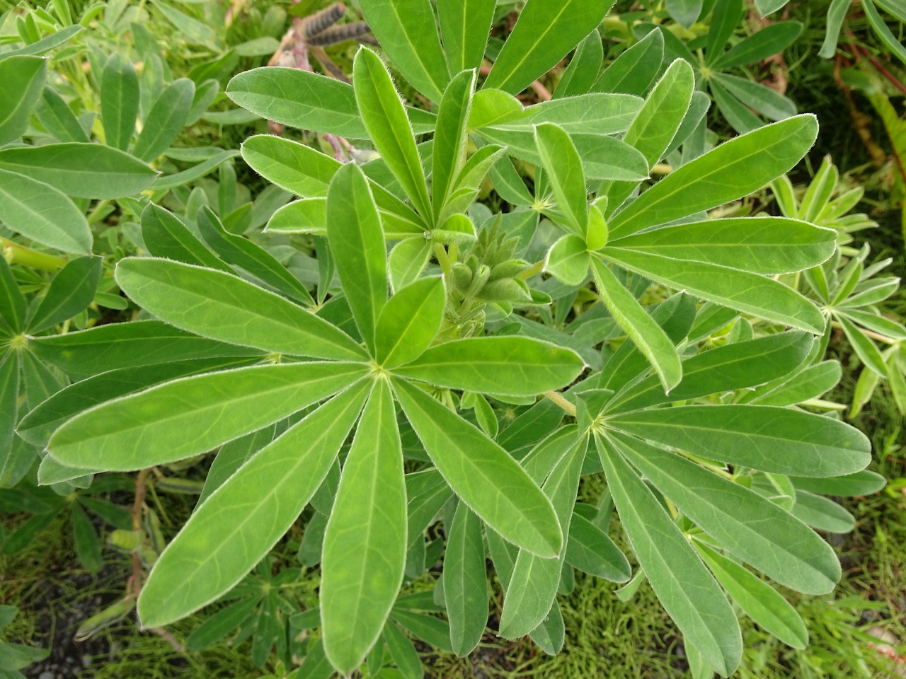 Lupinus nootkatensis 25-Jul-19 _ 14_58_42