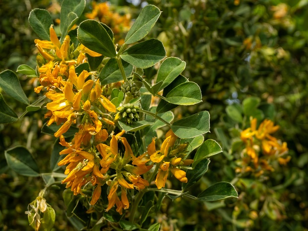 Люцерна древовидная - Medicago arborea