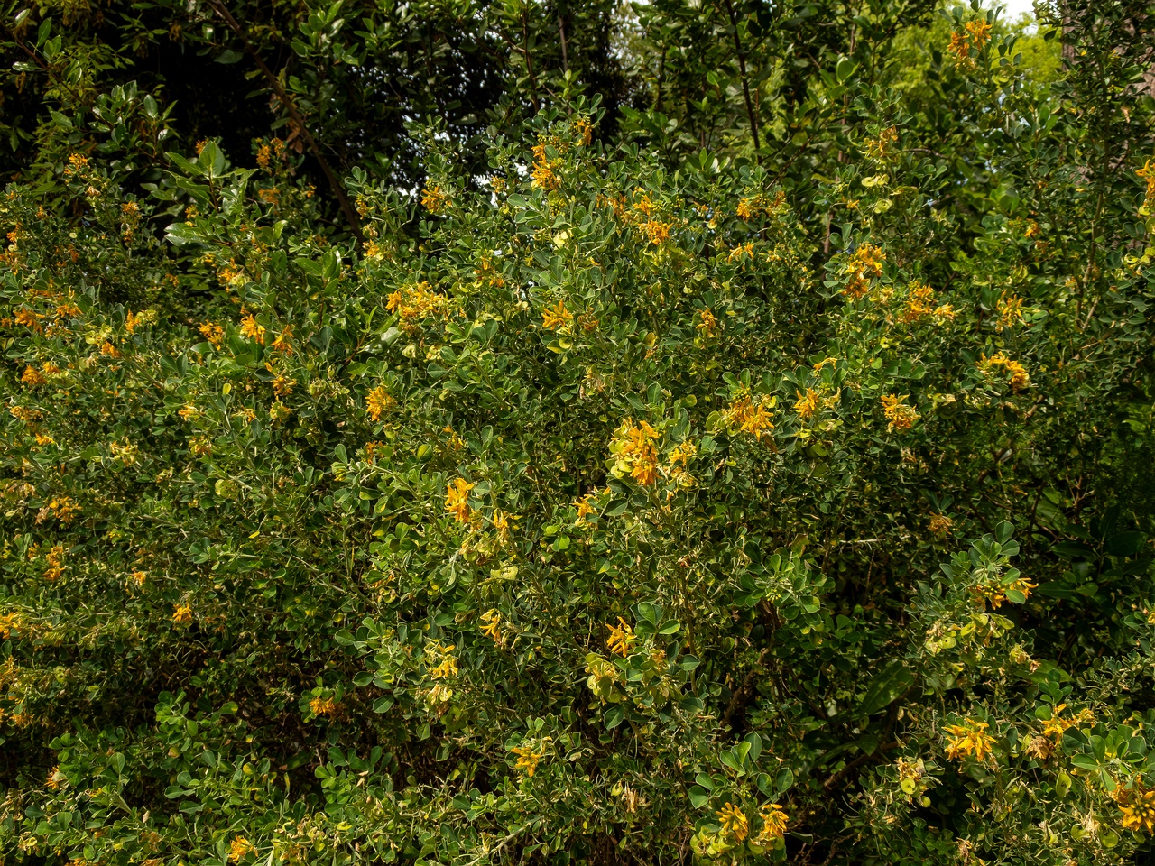 Medicago arborea _2025-05-11_1-1