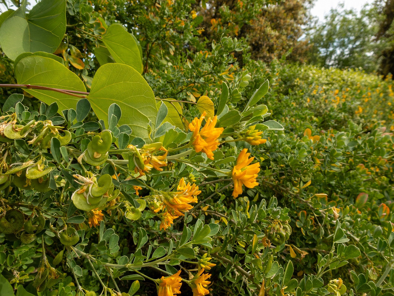 Medicago arborea _2025-05-11_1-3