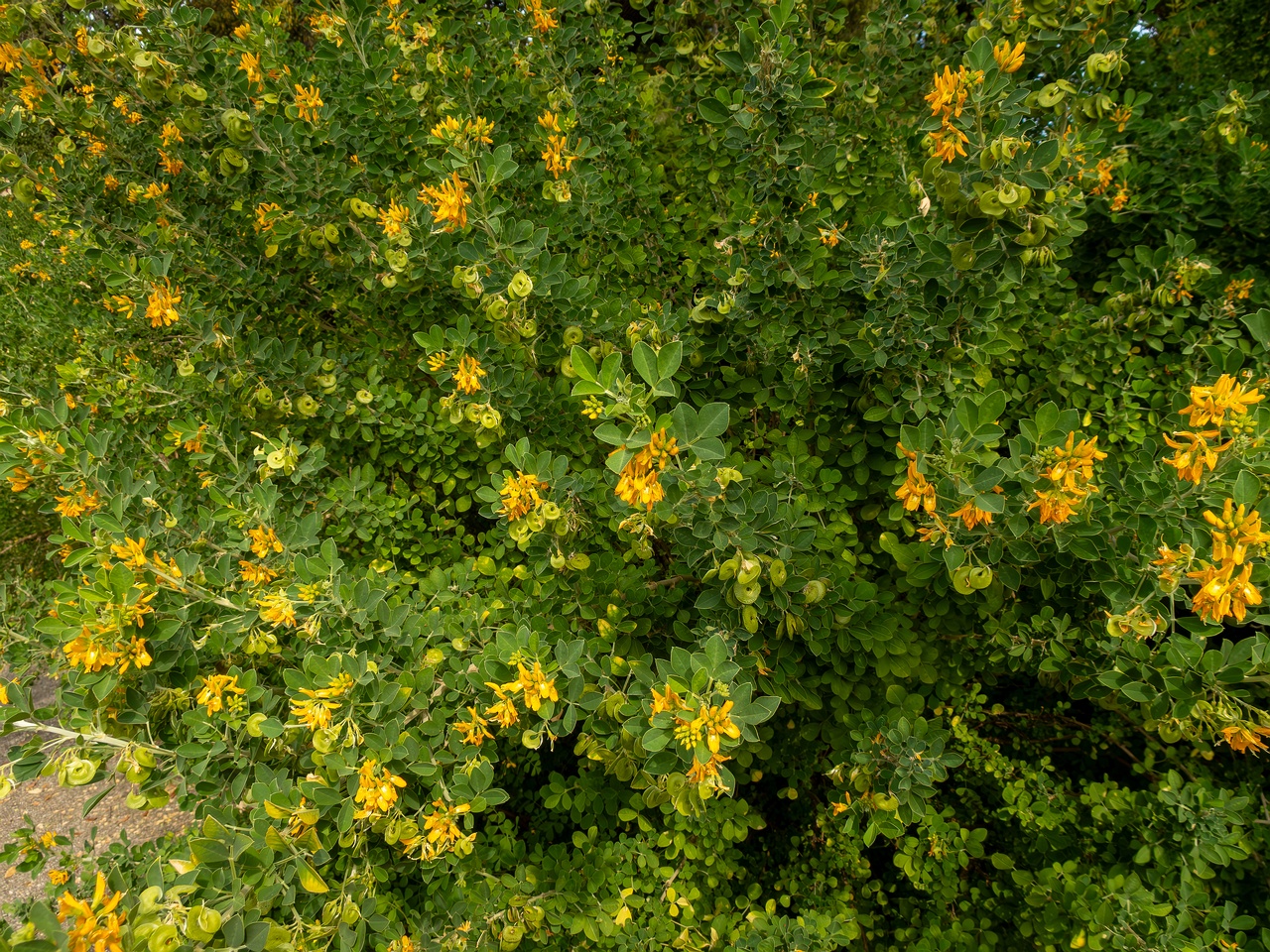 Medicago arborea _2025-05-11_1-6