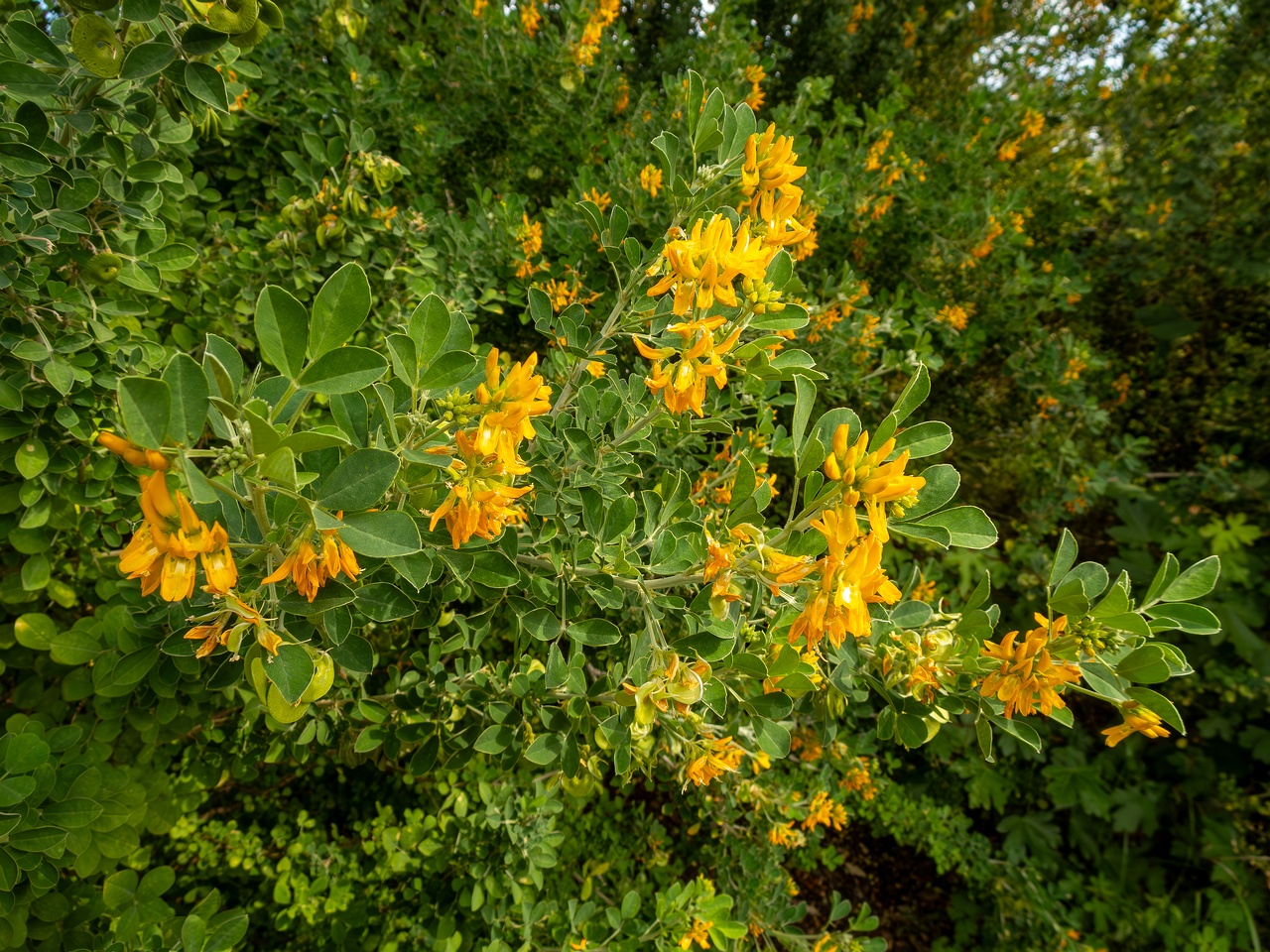 Medicago arborea _2025-05-11_1-7