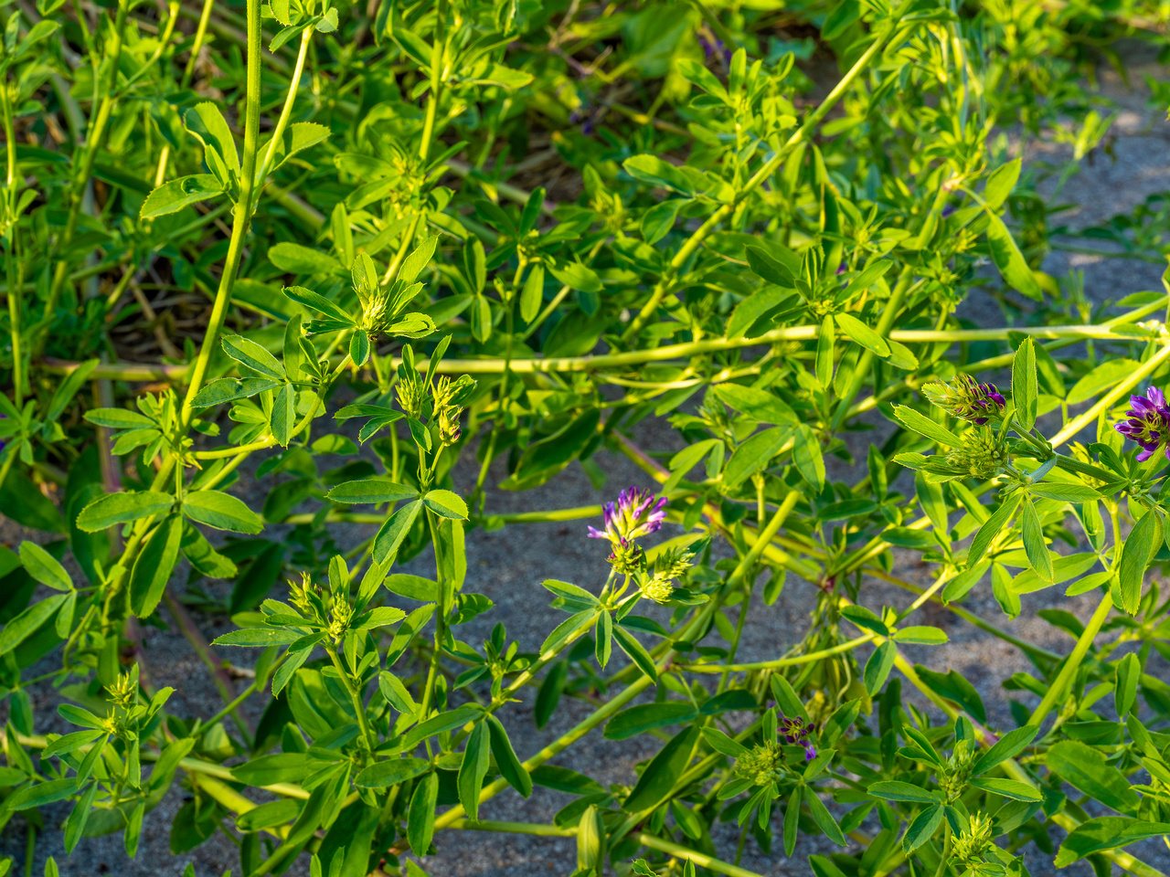 kiikri_old_deserted_grassland-26