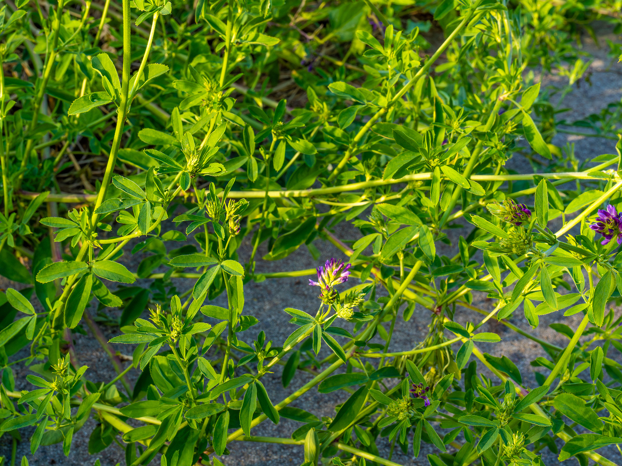 kiikri_old_deserted_grassland-27