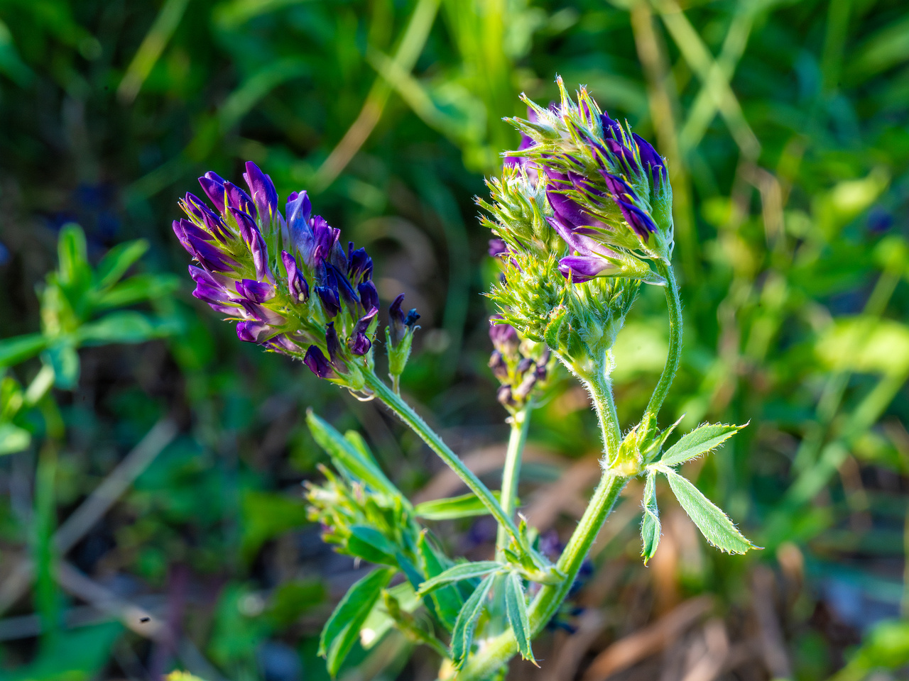 kiikri_old_deserted_grassland-31