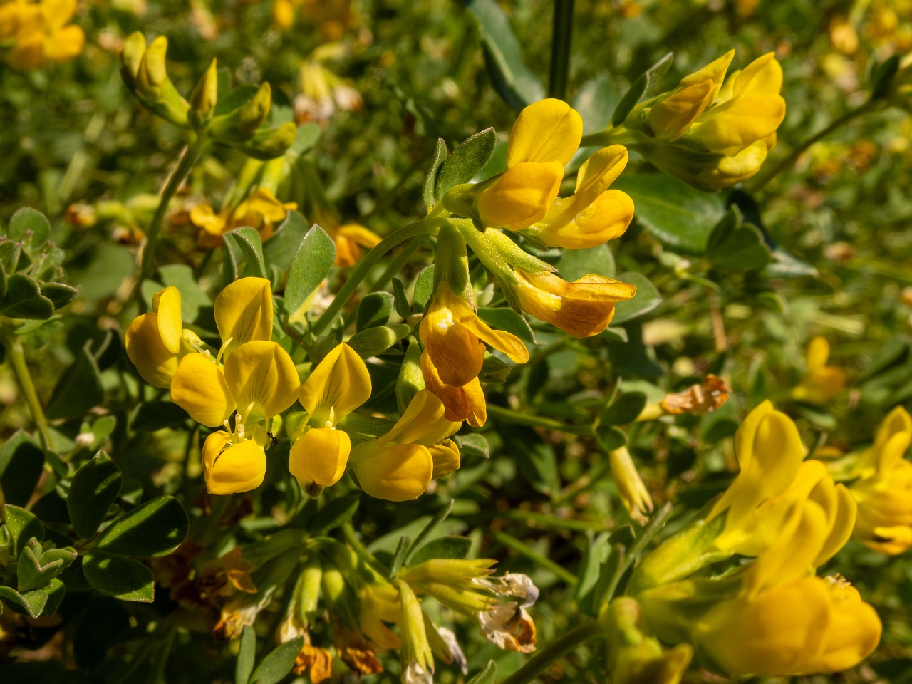 !Lotus cytisoides _2025-05-13_1-8