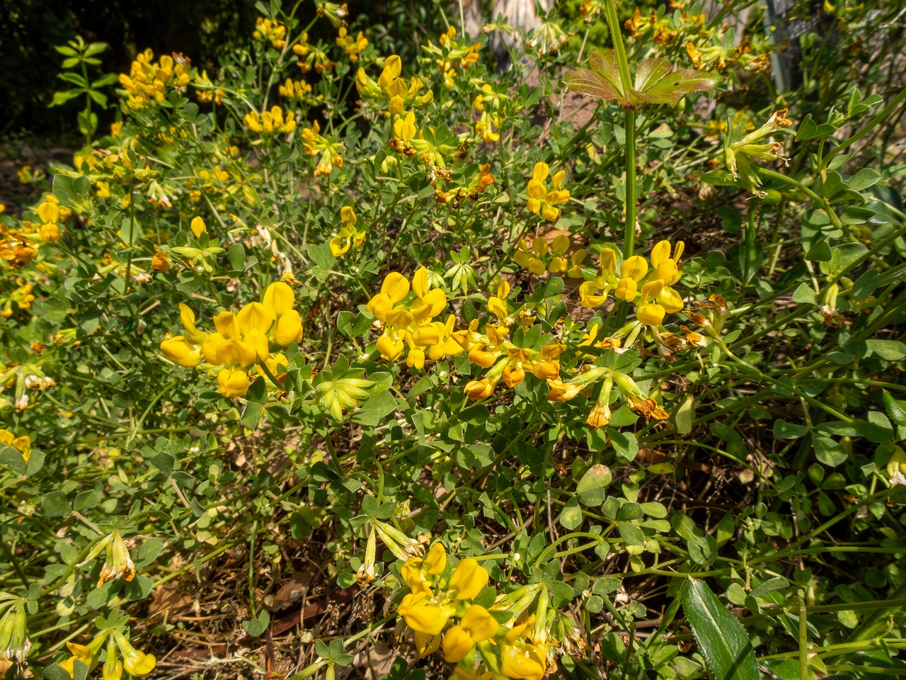Lotus cytisoides _2025-05-13_1-1