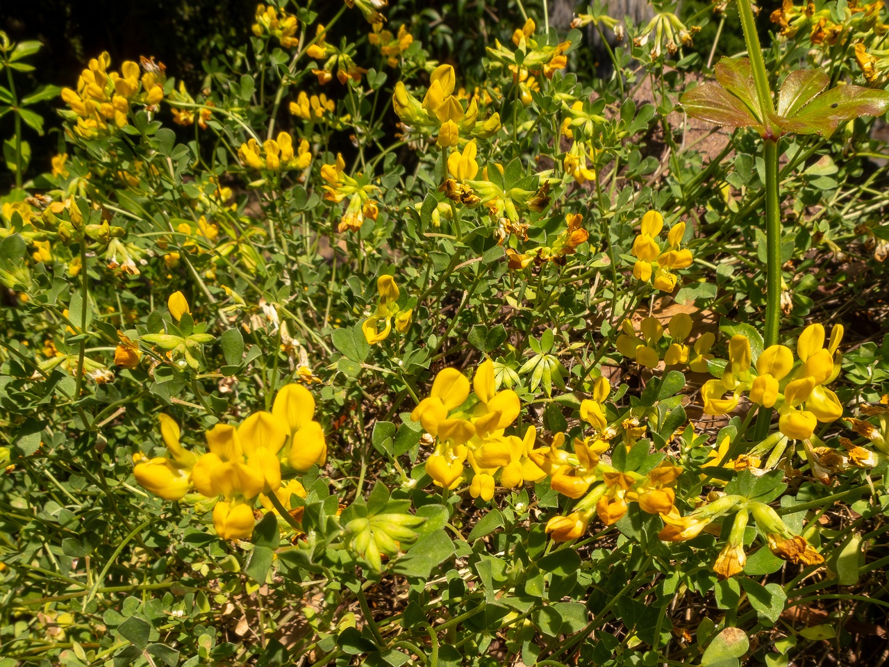 Lotus cytisoides _2025-05-13_1-2