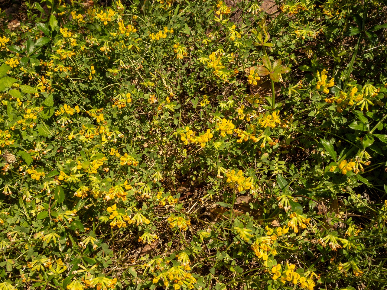 Lotus cytisoides _2025-05-13_1-3