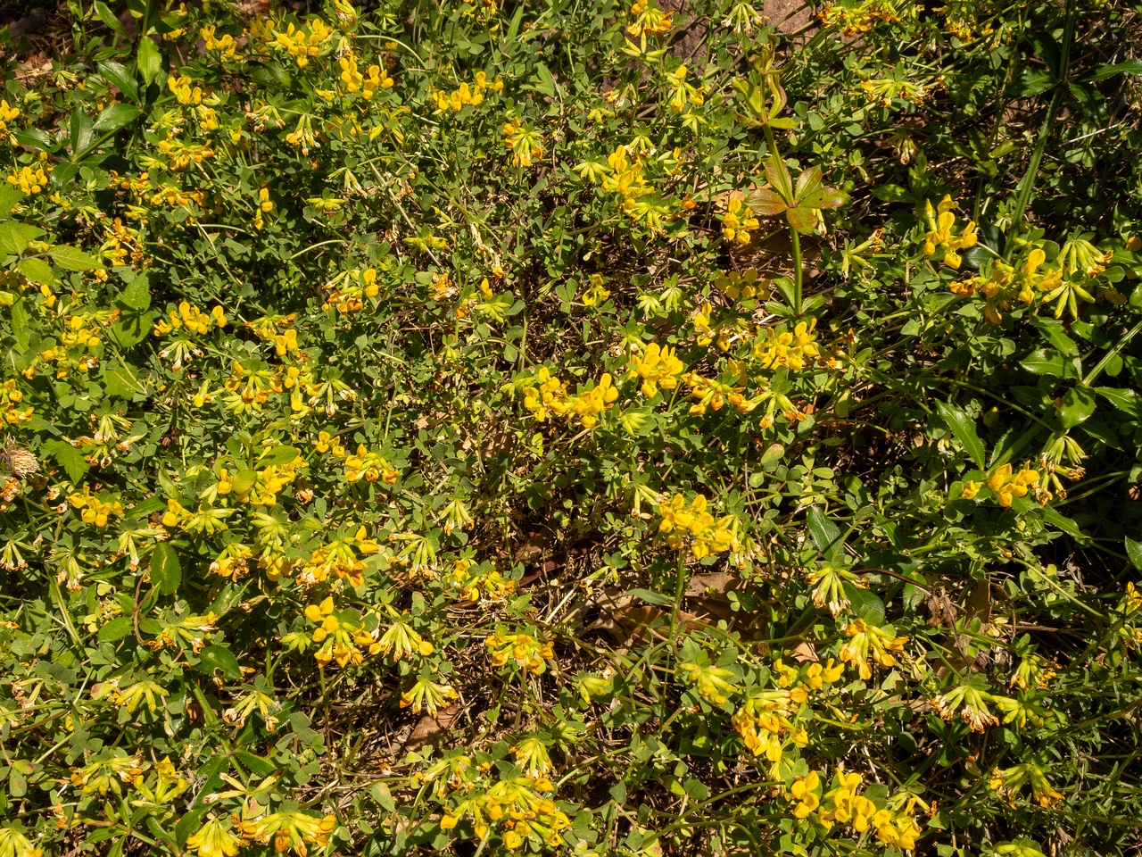 Lotus cytisoides _2025-05-13_1-4