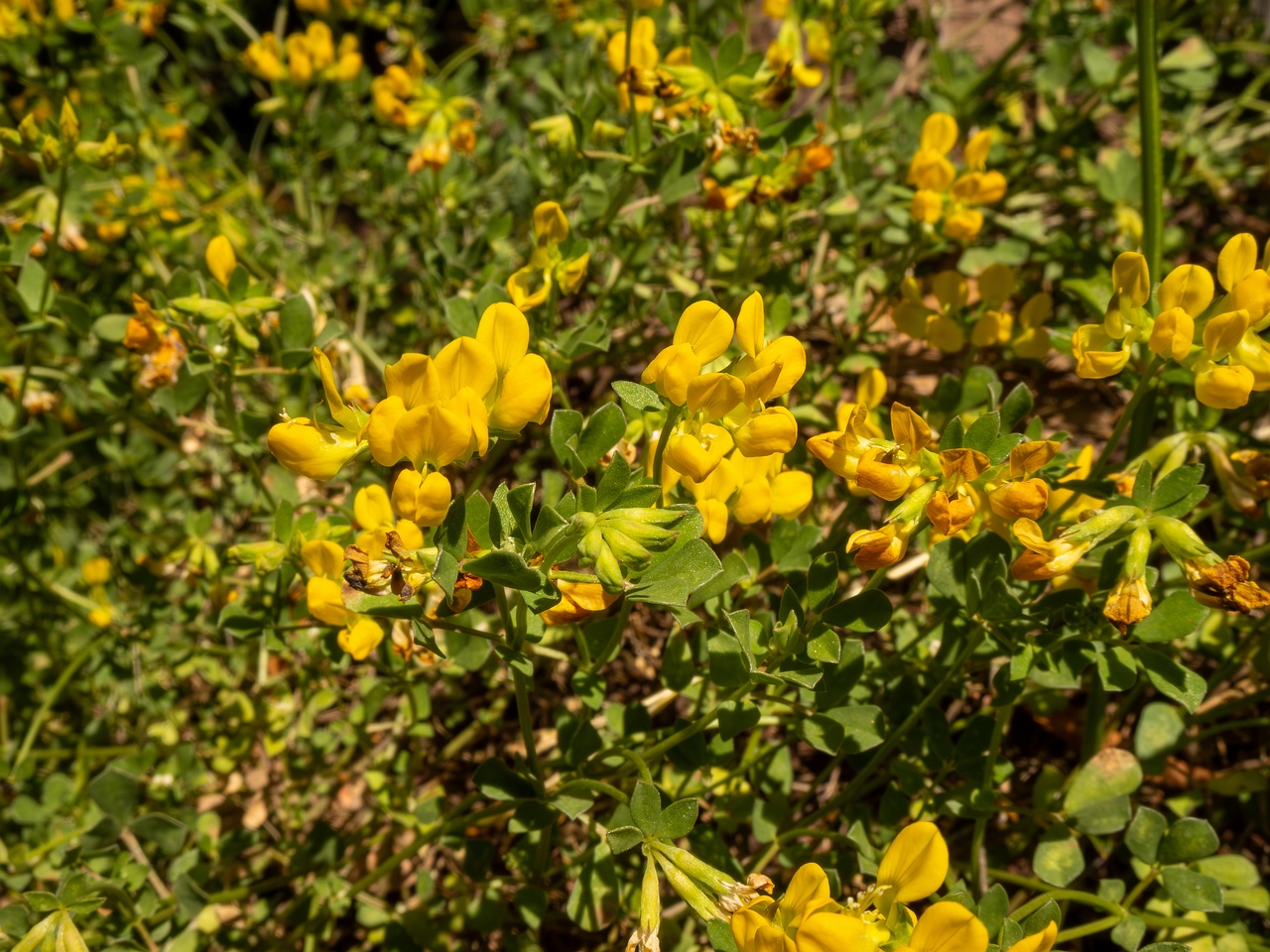 Lotus cytisoides _2025-05-13_1-5