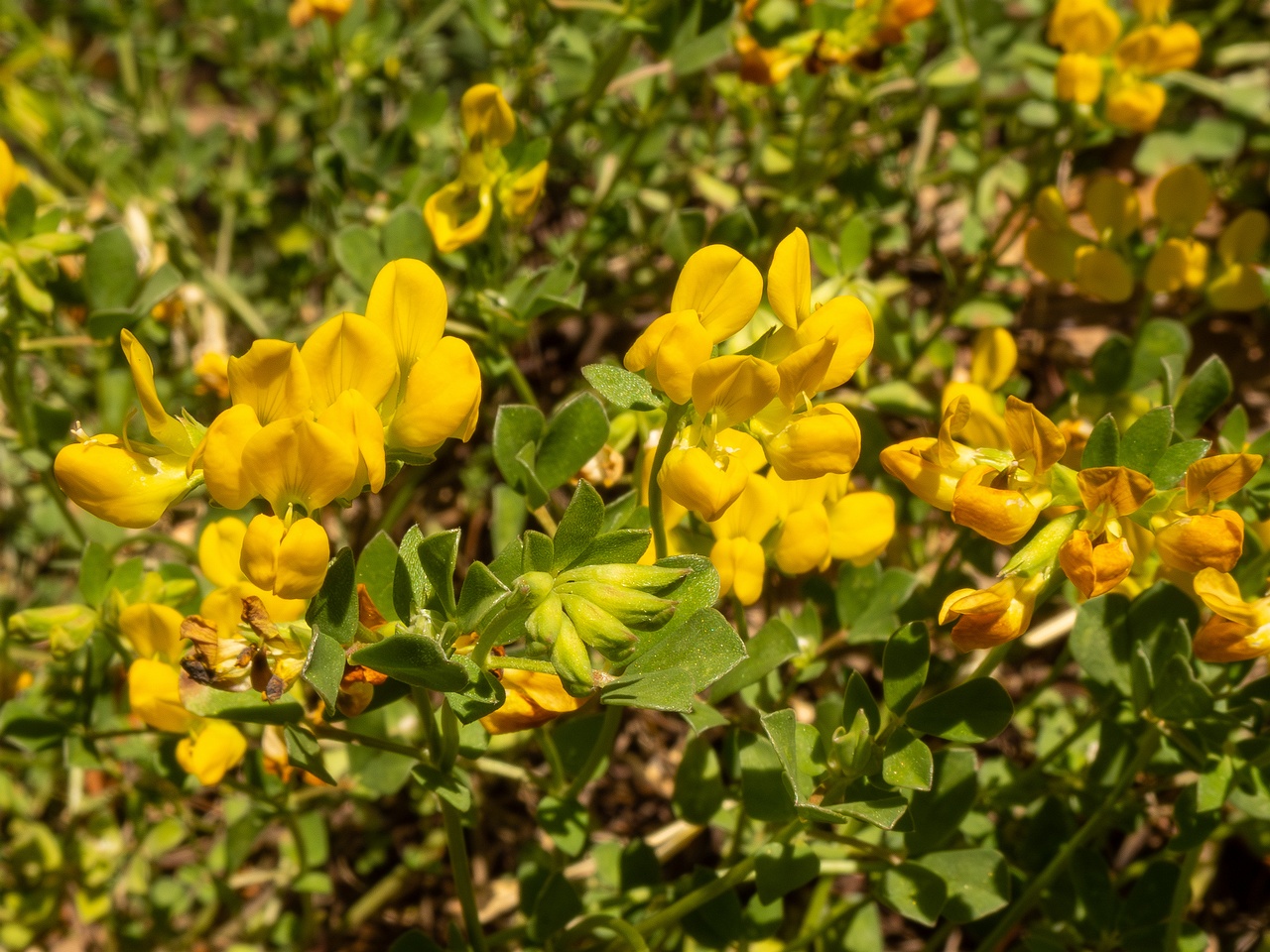 Lotus cytisoides _2025-05-13_1-6