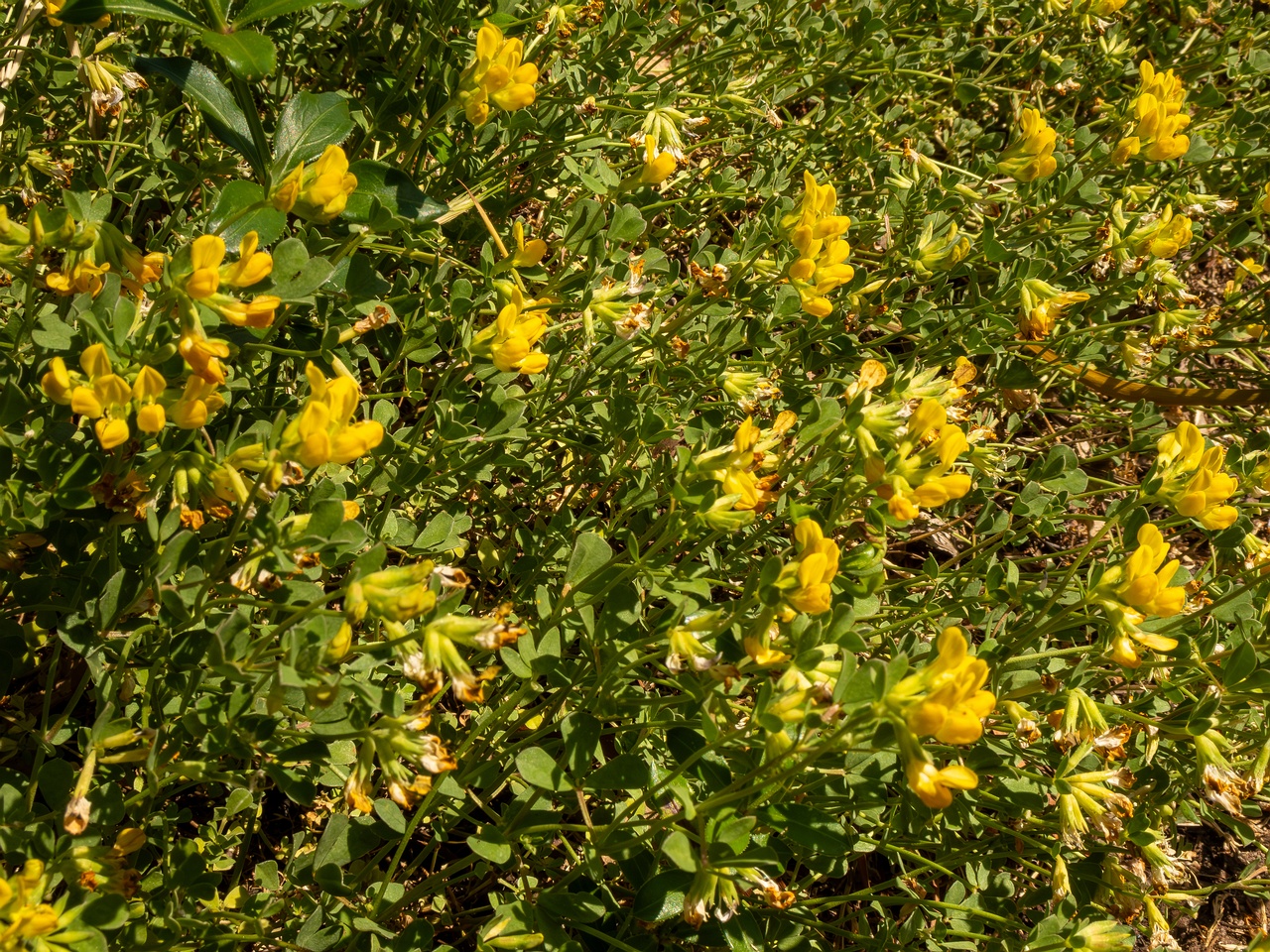 Lotus cytisoides _2025-05-13_1-7