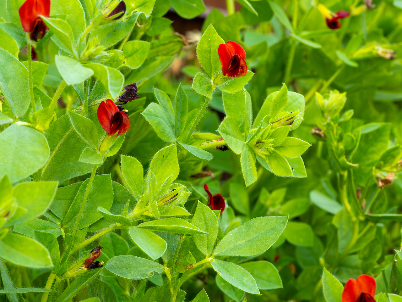 botanical_garden_tallinn_agricultural_plants-49