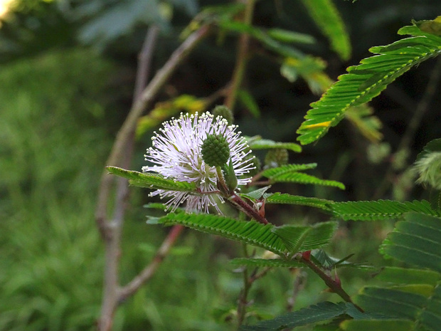 Мимоза многоплодная - Mimosa polycarpa