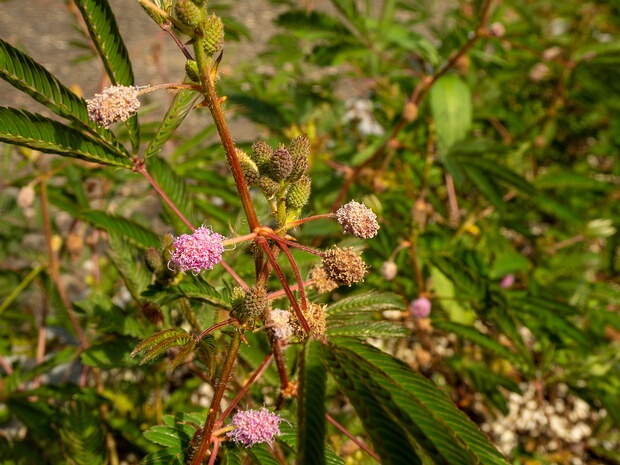 Мимоза стыдливая - Mimosa pudica